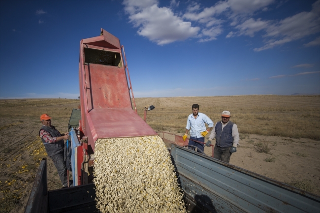 Lezzetini Erciyes Dağı'nın tüflü topraklarından alan tomarza kabak çekirdeği